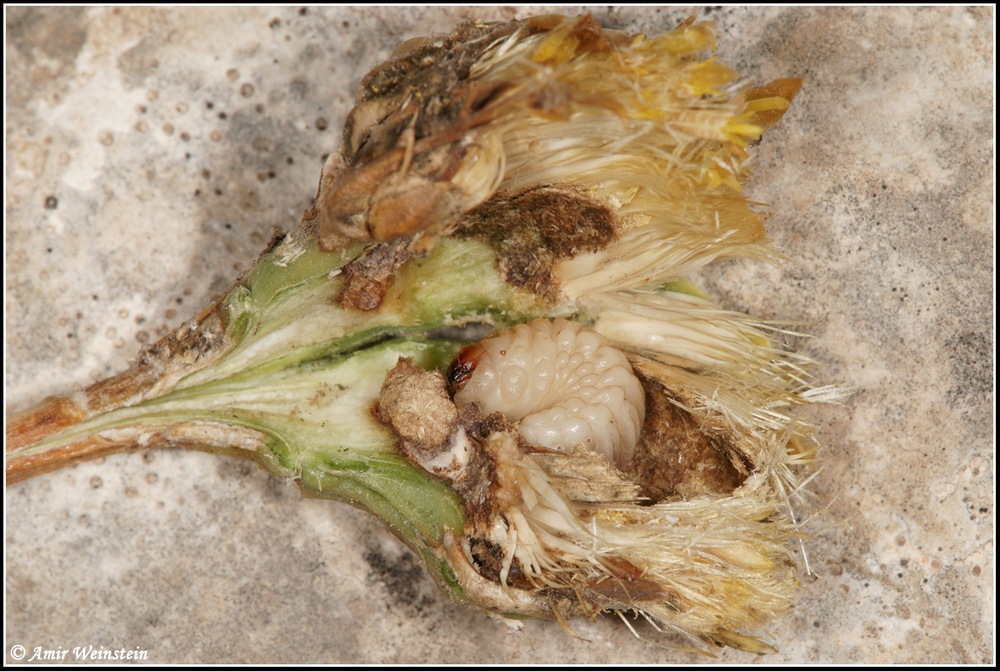 Larinus larvae d''Israele